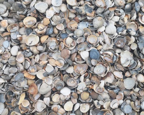 Schone-schelpen10-20mm.jpg